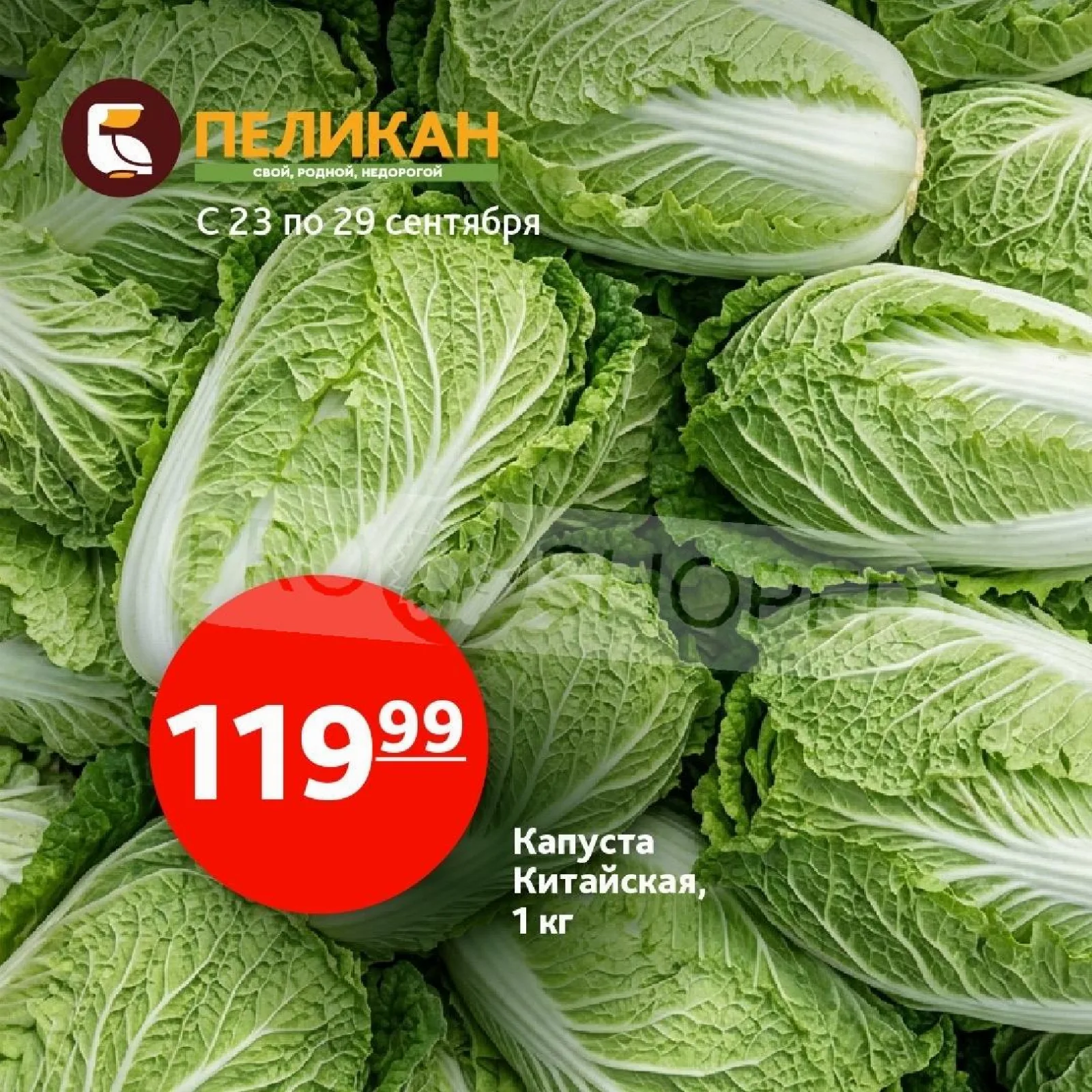 Белый Пеликан — страница 8