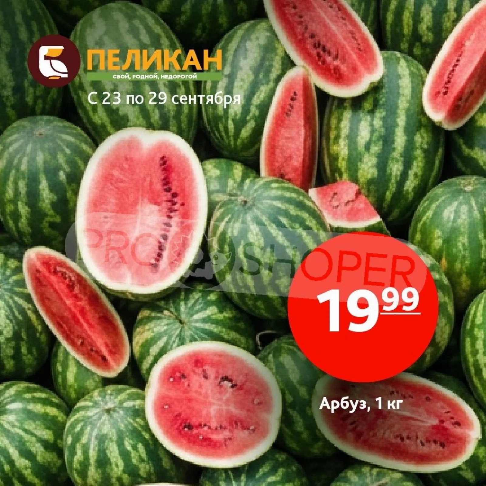 Белый Пеликан — страница 9